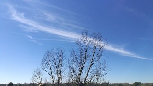Low angle view of bare tree against blue sky