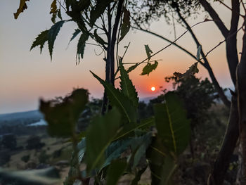Close-up of orange tree against sky during sunset