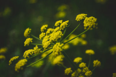 Close-up of yellow flowering plant on field