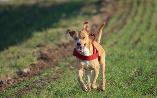 Portrait of dog running on field