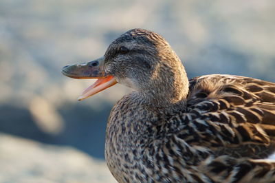 Close-up of a duck