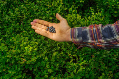 Midsection of person holding leaf