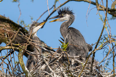 Low angle view of bird perching on tree