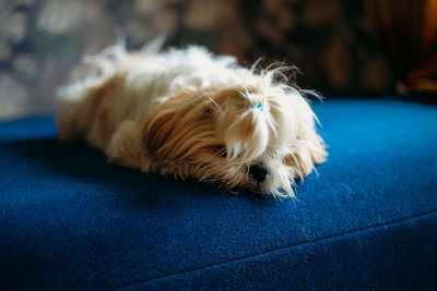 Close-up of dog
