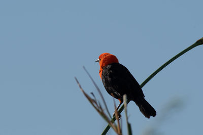 Low angle view of bird perching on branch