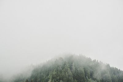 Trees in foggy weather against sky