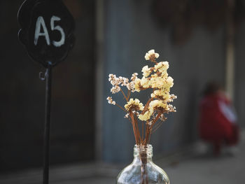 Close-up of white flowers in vase