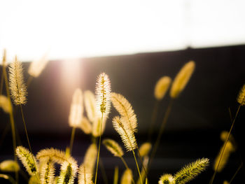 Close-up of plants growing outdoors