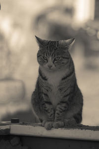 Portrait of cat sitting outdoors