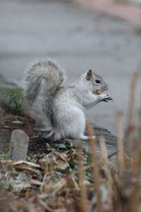 Close-up of squirrel on wood