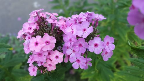 Close-up of pink flowering plants