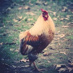 Close-up of bird on field