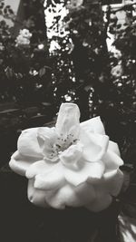 Close-up of white flowers blooming outdoors