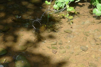 High angle view of leaves floating on water