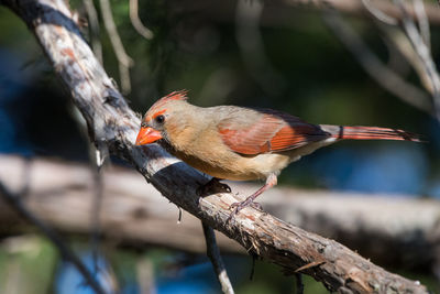 Close-up of bird perching on red outdoors