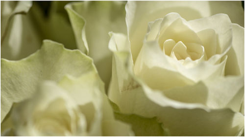 Close-up of white rose