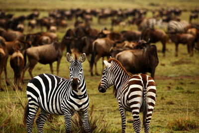 Zebras on a field