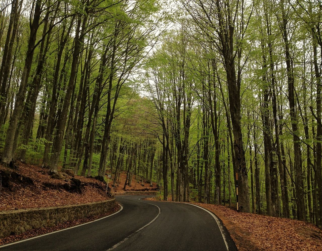 tree, the way forward, road, tranquility, diminishing perspective, transportation, tranquil scene, vanishing point, forest, country road, nature, empty road, growth, scenics, beauty in nature, landscape, non-urban scene, road marking, curve, day