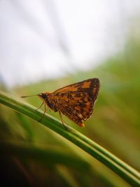 Close-up of butterfly on leaf