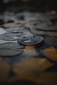 Full frame shot of wet wood