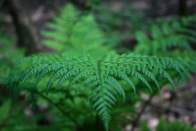 Close-up of raindrops on leaves