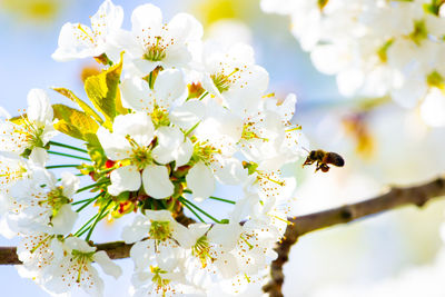 Close-up of bee on white flower