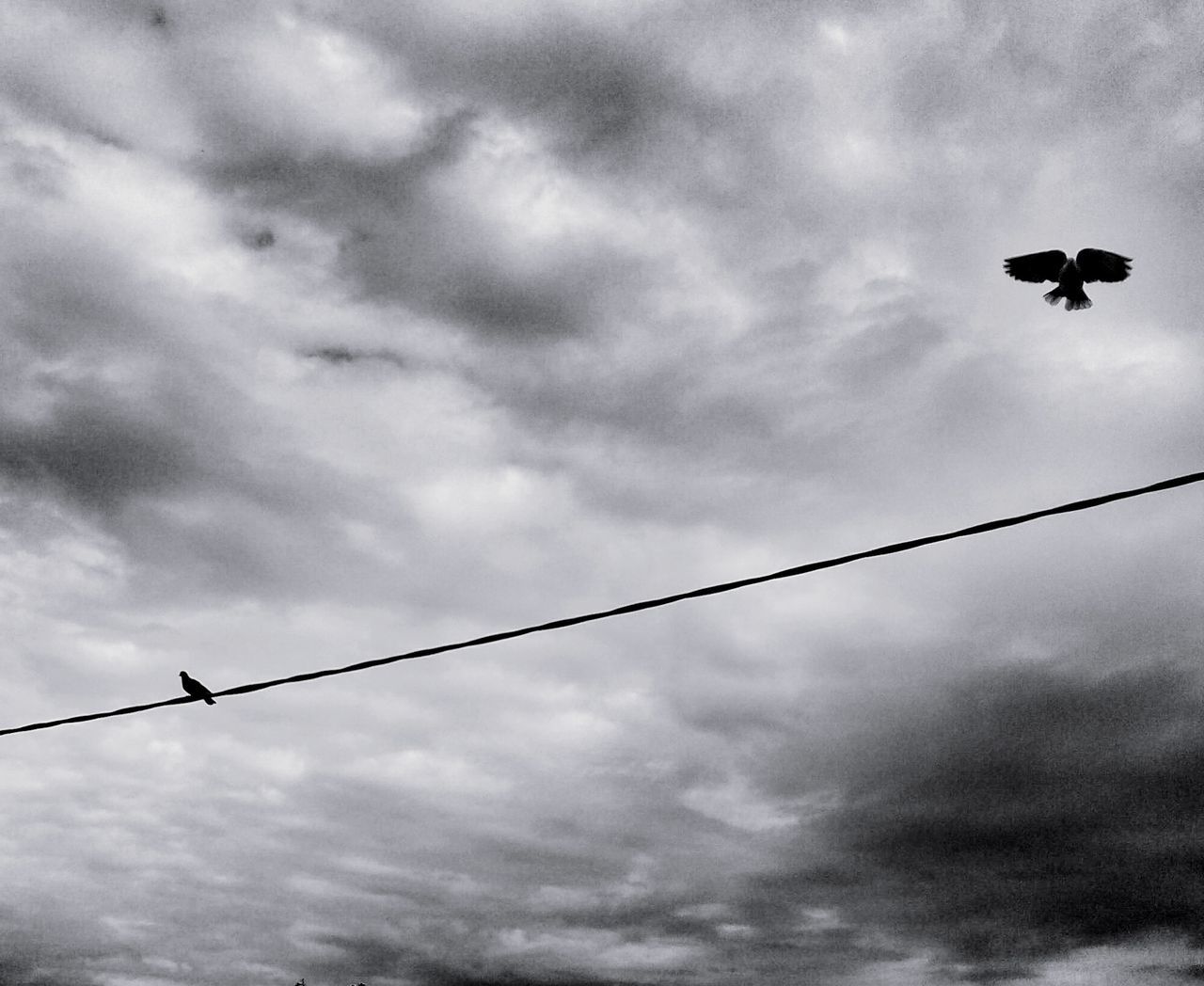 bird, low angle view, animal themes, sky, animals in the wild, wildlife, flying, cloud - sky, perching, cloudy, silhouette, flock of birds, cloud, cable, street light, nature, two animals, outdoors, power line