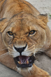 Close-up of portrait of roaring lioness