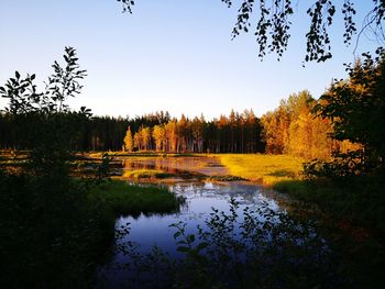 Scenic view of lake in forest against clear sky