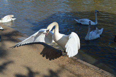 High angle view of mute swans on lake