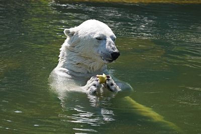 Polar bear holding food while swimming in lake