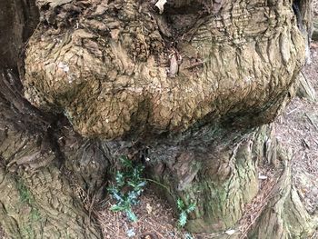 High angle view of dead tree trunk