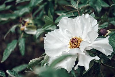 Close-up of white flower blooming outdoors