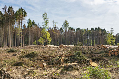 View of trees on field against sky