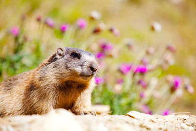 Close-up of an animal on field