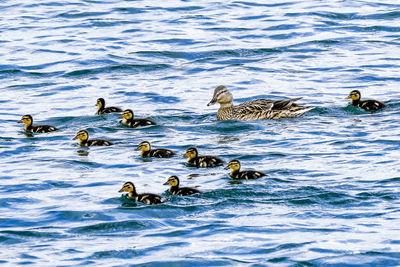 Ducks swimming in lake