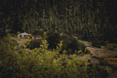 High angle view of trees in forest