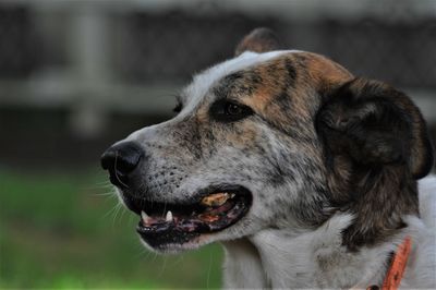 Close-up of dog looking away
