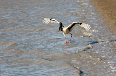 Bird flying over lake