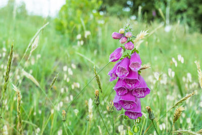 Close-up of pink flowering plant on field