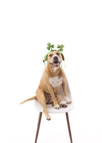 Portrait of dog sitting on white background