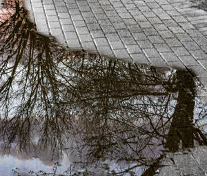 Close-up of tree by water