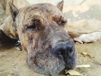 Close-up of a dog sleeping