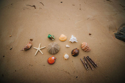 High angle view of shells on sand