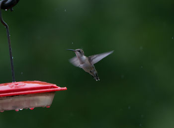 Close-up of hummingbird flapping wings by feeder during rainfall