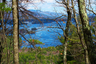 Scenic view of trees against sky