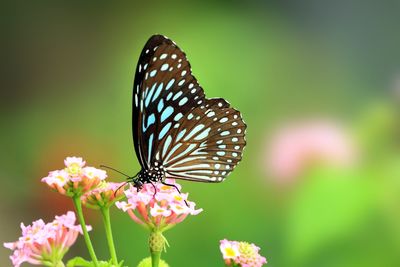 Close-up of butterfly pollinating flower