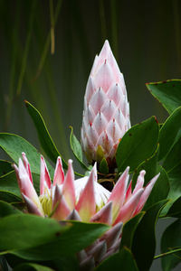 Close-up of pink water lily