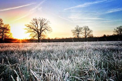 Scenic view of field against sky during sunset