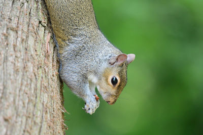 Portrait of a grey squirrel hanging upside down while eating a nut 